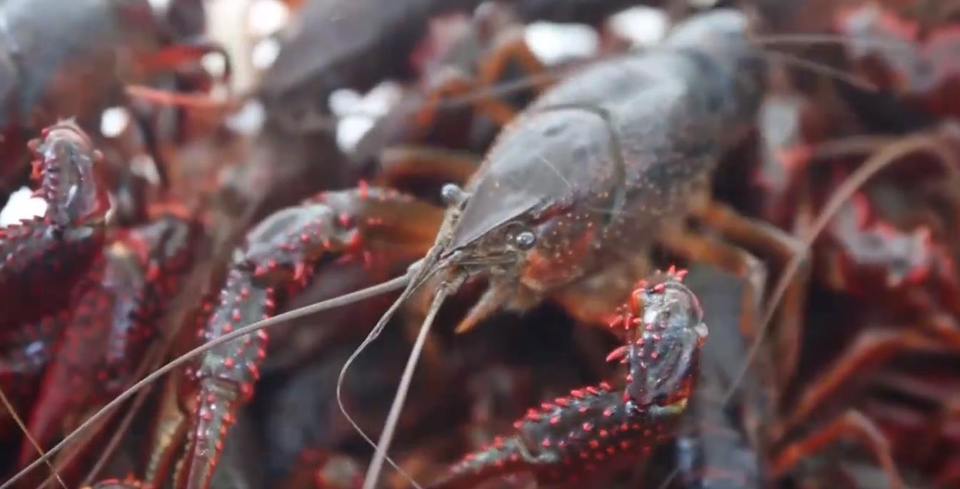 大学生回乡创业养殖小龙虾,大学生养草鱼致富一年卖100多万