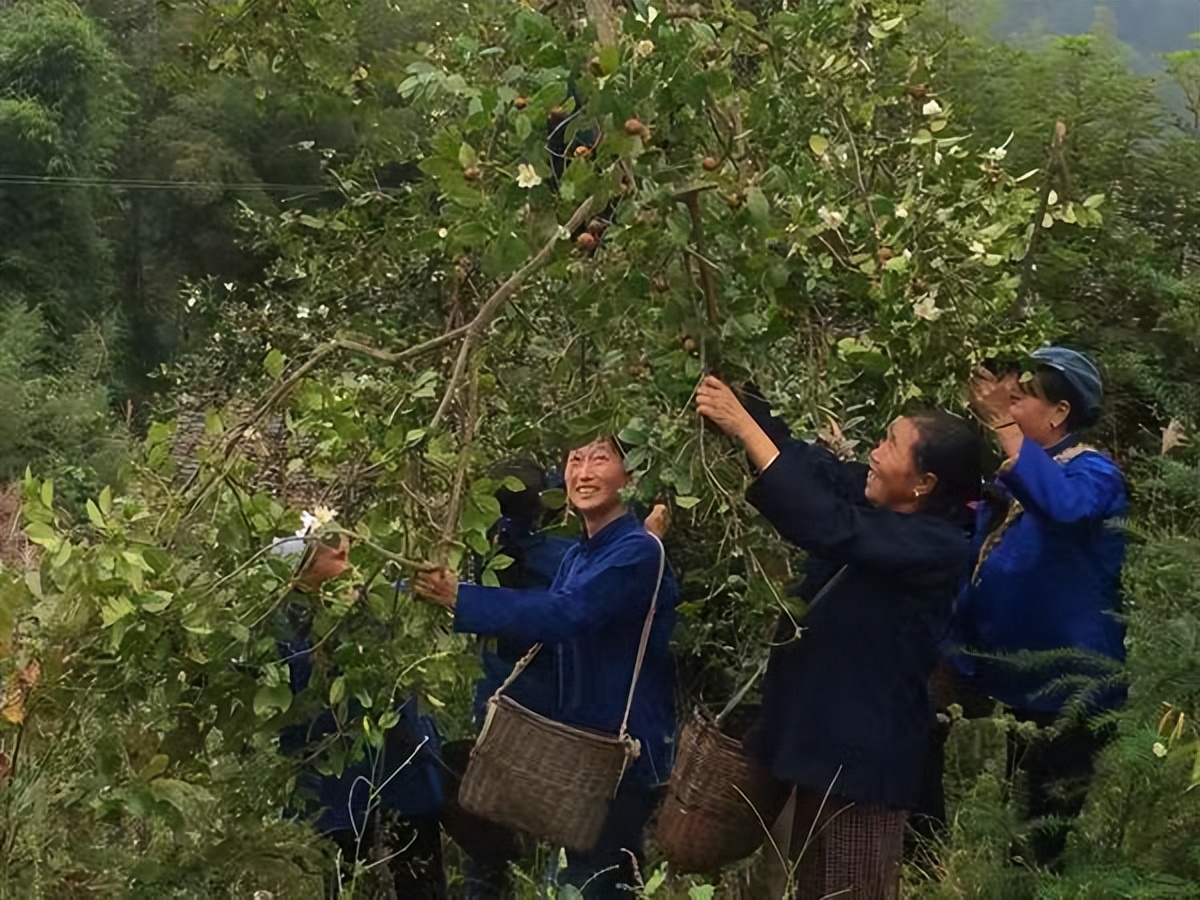 一亩地的茶树一年能收入多少钱,种一亩茶树一年的收入多少钱
