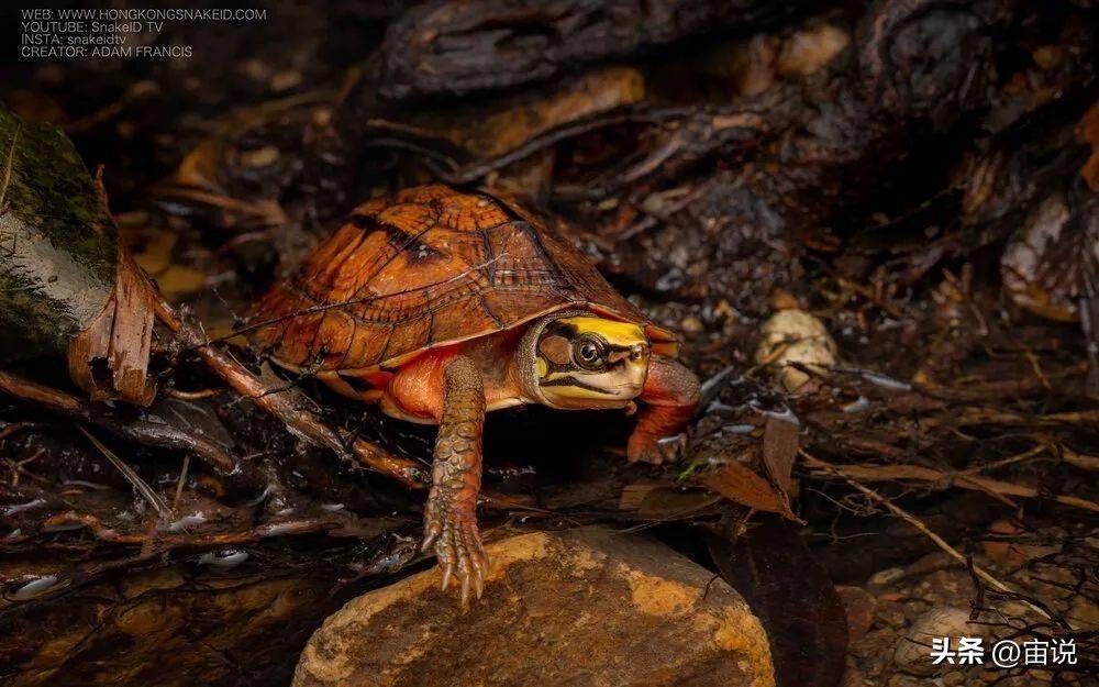 金钱龟习性是群居还是单居,人工养殖金钱龟是保护动物吗