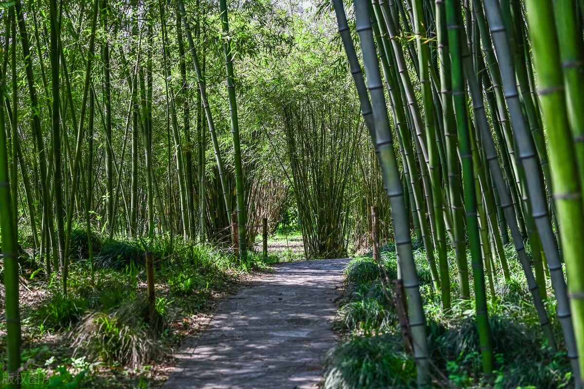 上海踏青2022,上海踏青最佳景点2021