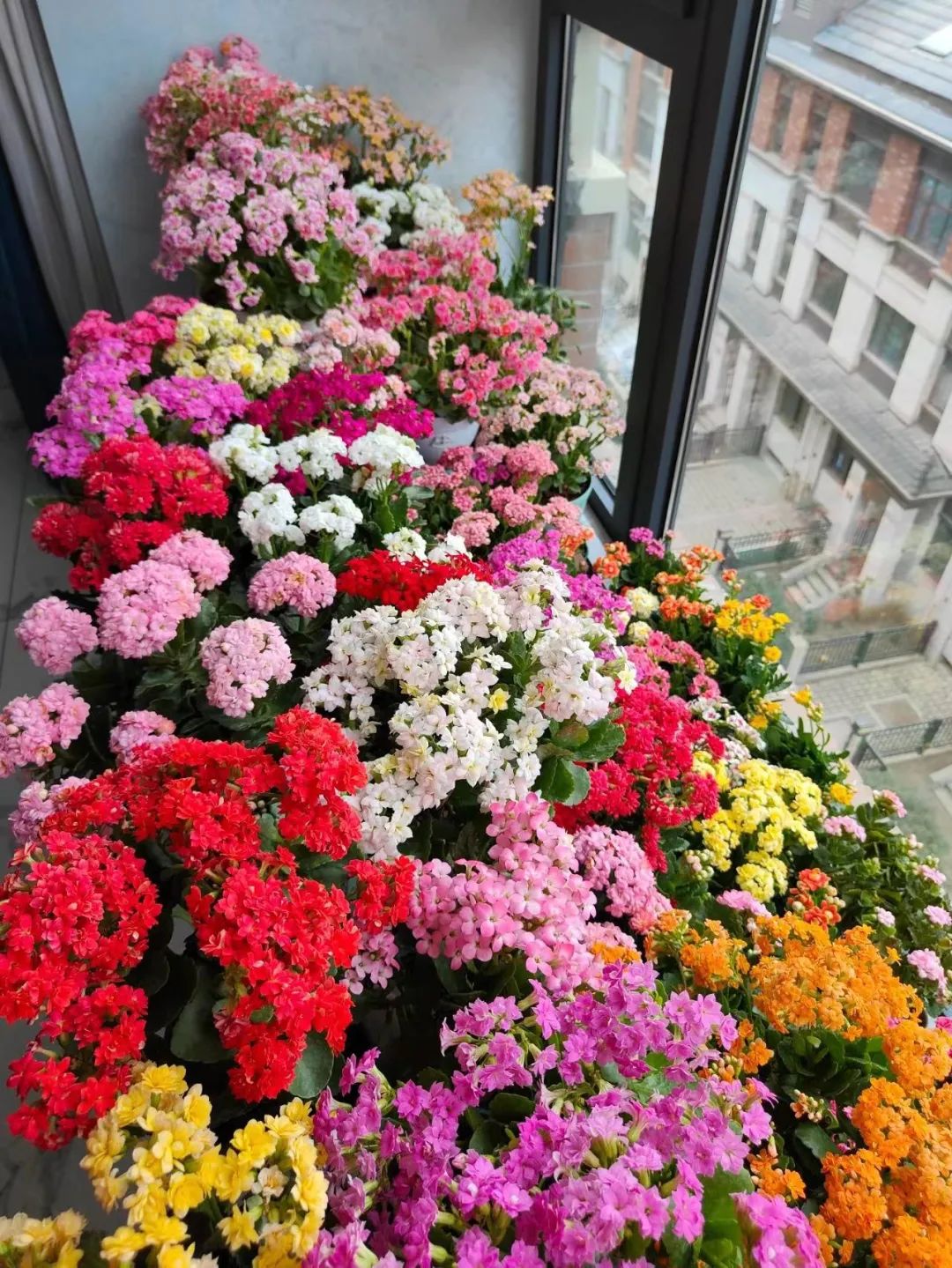 夏天植物养护技巧,植物夏季养护小技巧