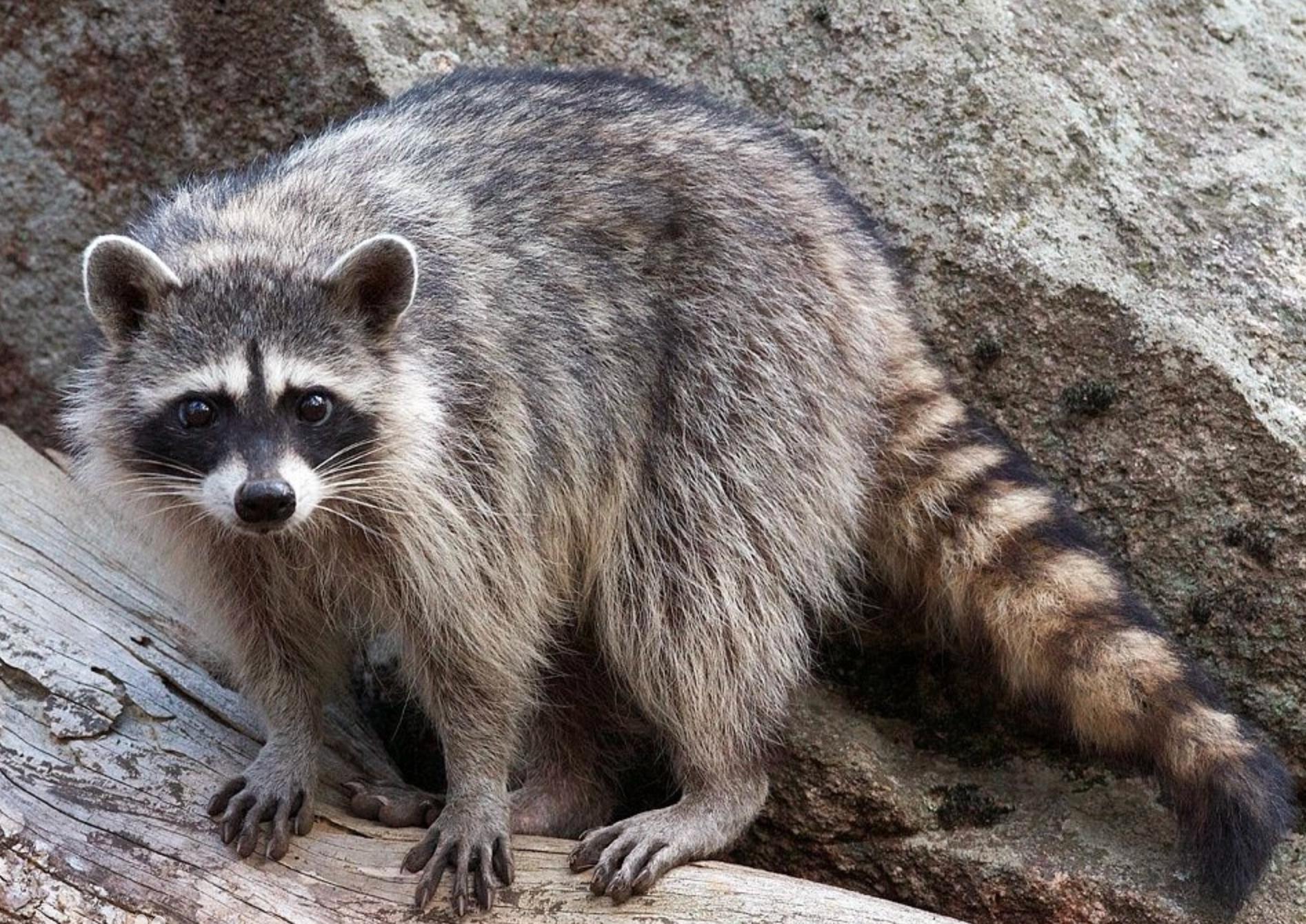 北京奥运会五个吉祥物代表的动物,北京奥运吉祥物代表动物