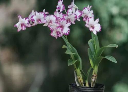 最美的100种兰花图片,欣赏一下最美的兰花