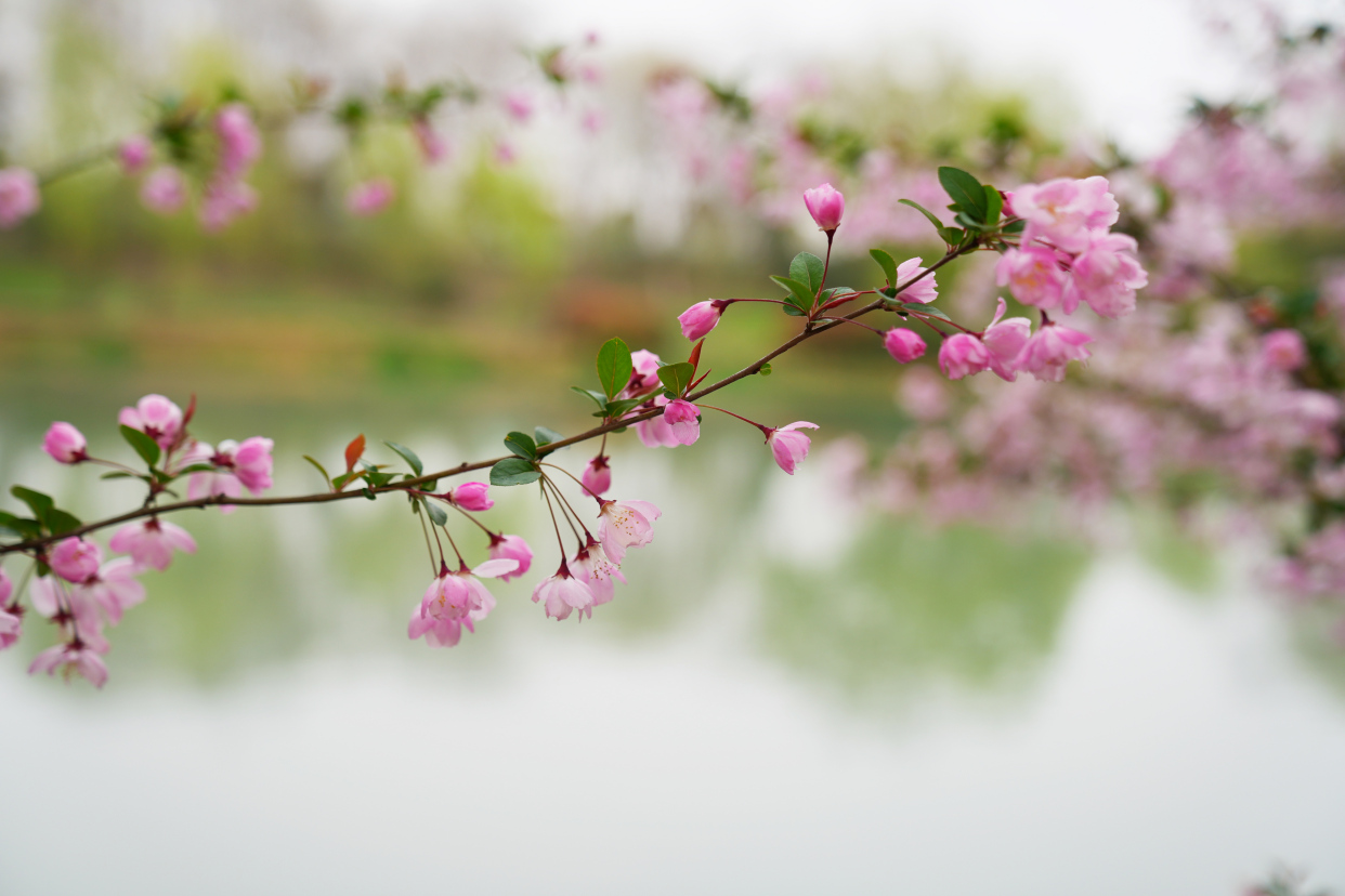 扬州值得去的森林公园,扬州十大免费公园