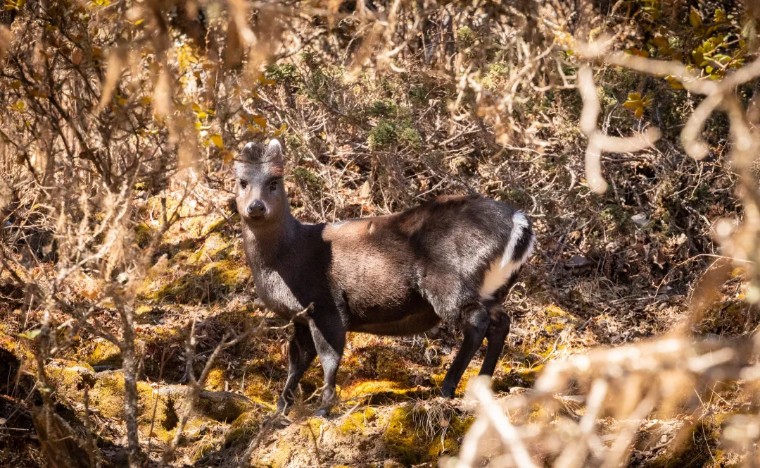 贡嘎徒步穿越子梅垭口,子梅垭口看贡嘎雪山蜀山之王
