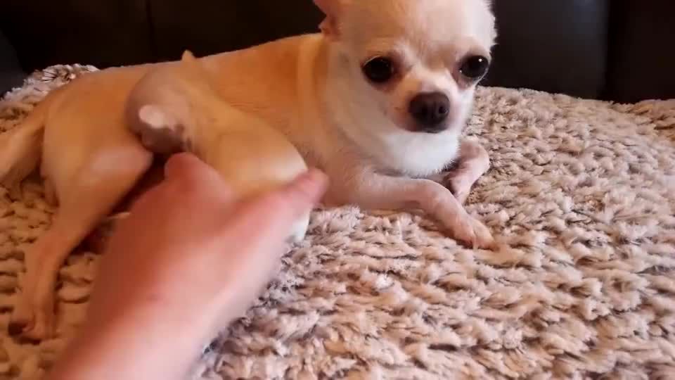 为什么大多数人都讨厌吉娃娃,为什么有的人讨厌吉娃娃