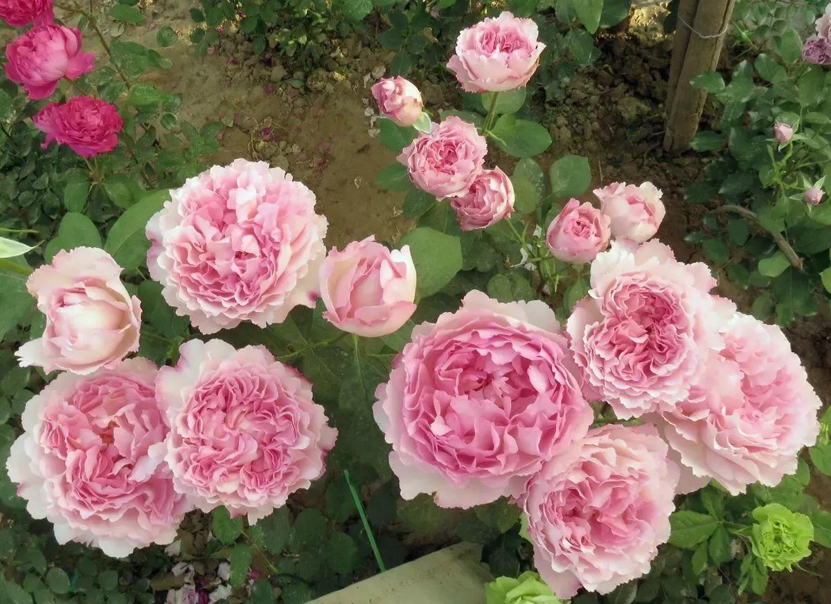 常见切花月季一览（40）（接上期）