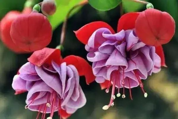 分享图片温暖大图,倒挂金钟花唯美视频