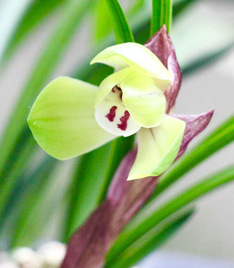 兰花老苗开花后第二年还能开花,兰花长期不分株