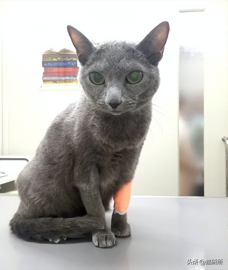 日本让猫咪寿命翻倍的药,aim蛋白可以让猫咪长寿吗