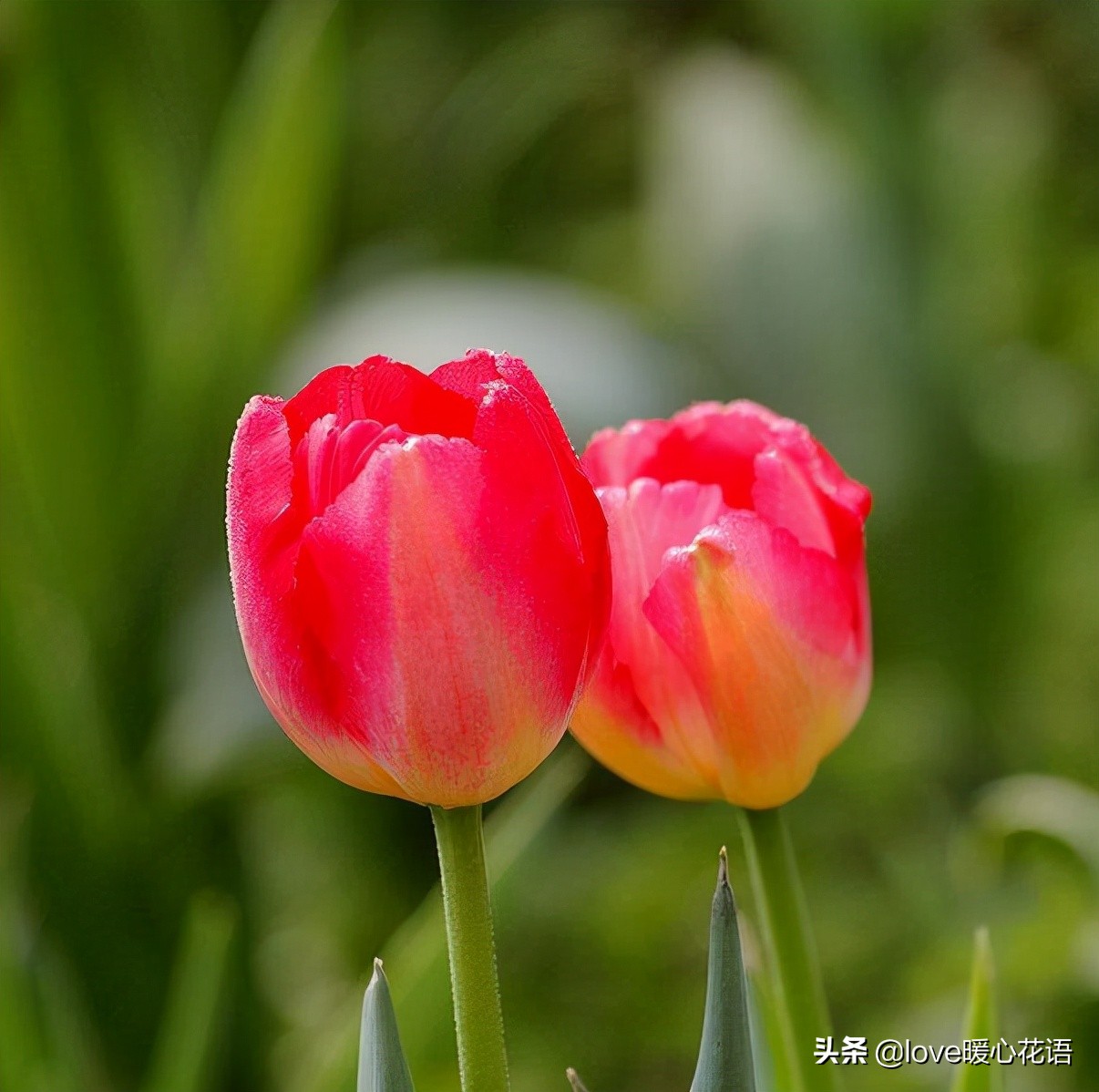 郁金香和玫瑰花搭配的花语,两朵粉色郁金香花语是什么