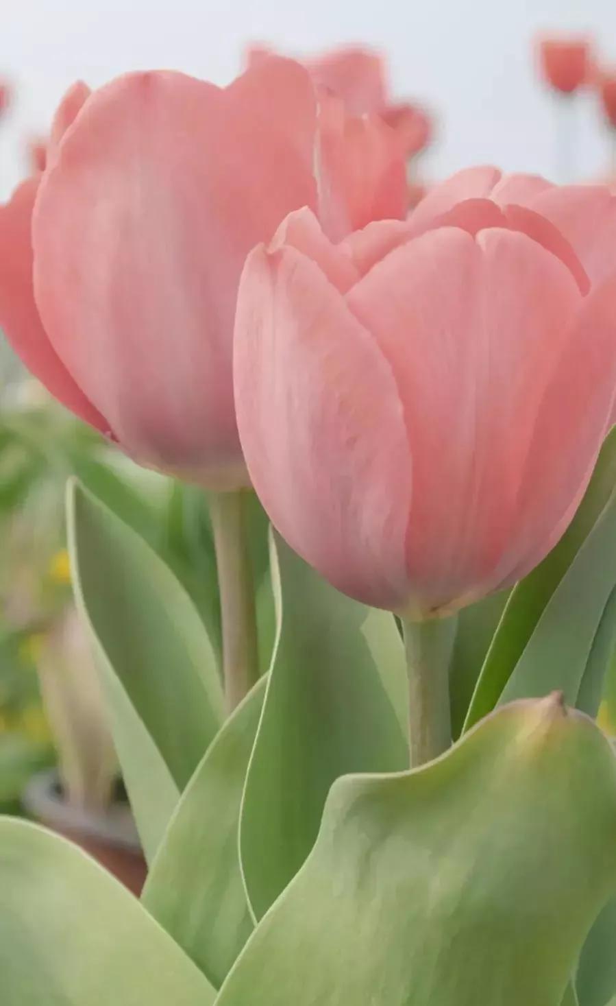 每个国家的国花分别都是哪些,你还知道有哪些国家的国花吗