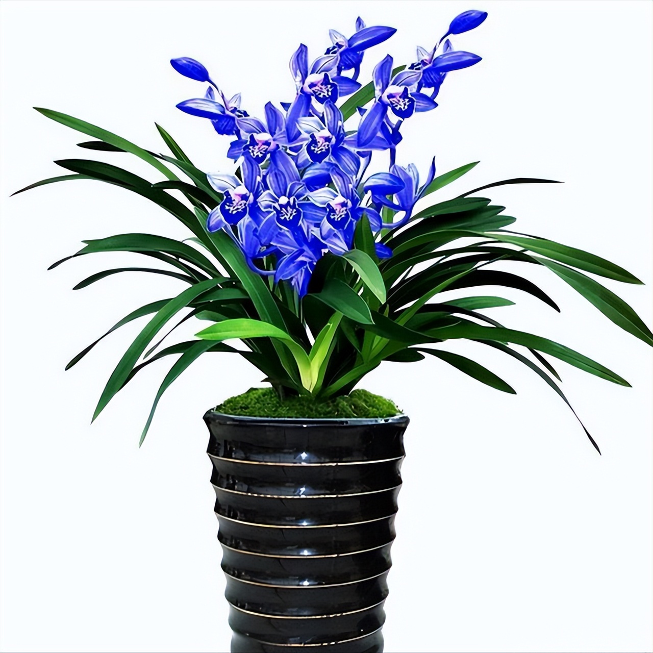 特别神秘的兰花花色罕见香味持久,此兰