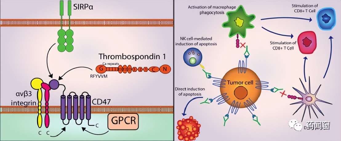 cd47靶点,cd47单抗上市