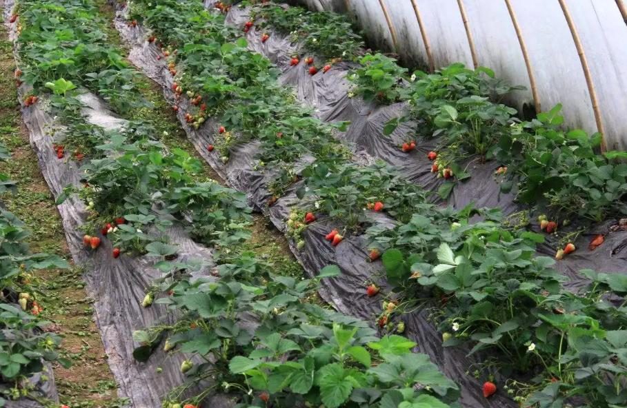 小山村种出了“院士菜”专家院士播下致富种子外出年轻人回乡创业