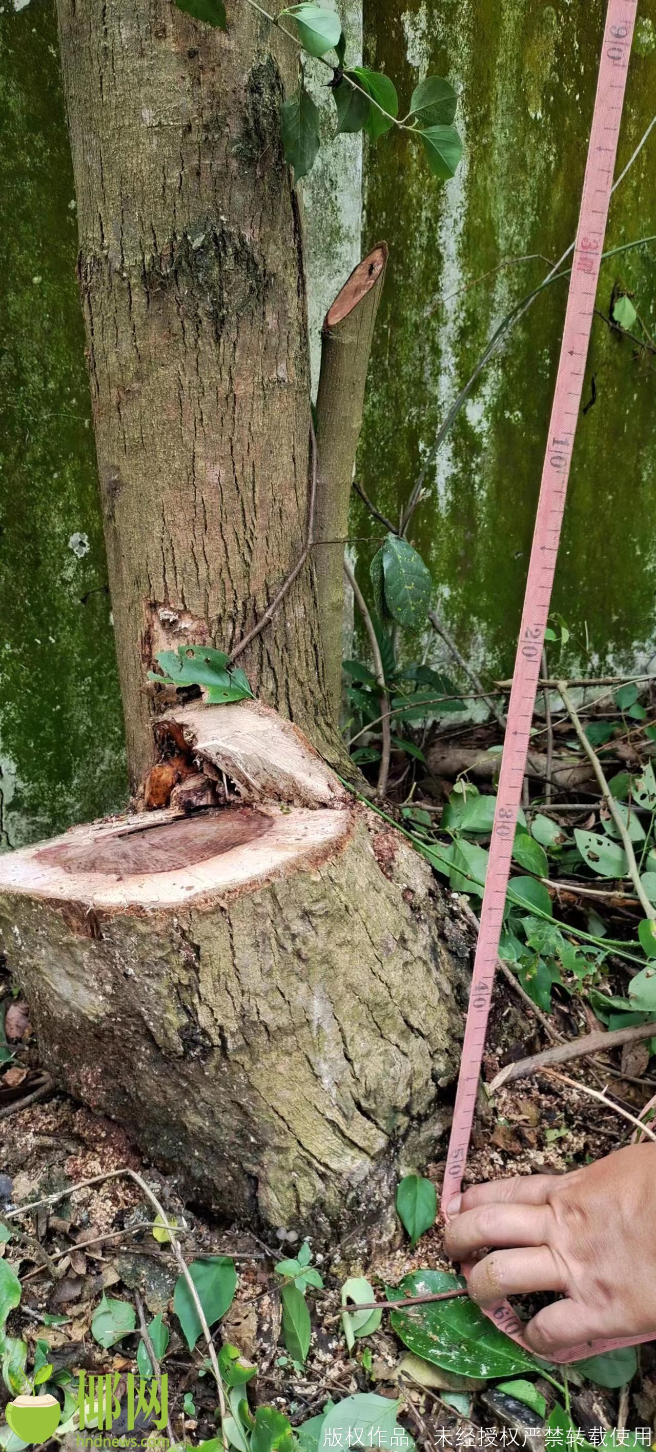 海南五指山偷砍黄花梨事件,海南黄花梨树被盗砍