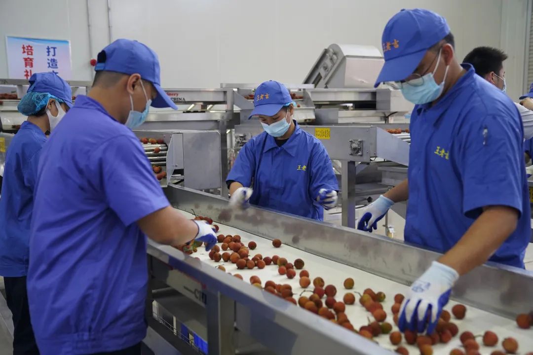 荔小吉亮相“美荔广州”，王老吉品牌赋能荔枝产业发展