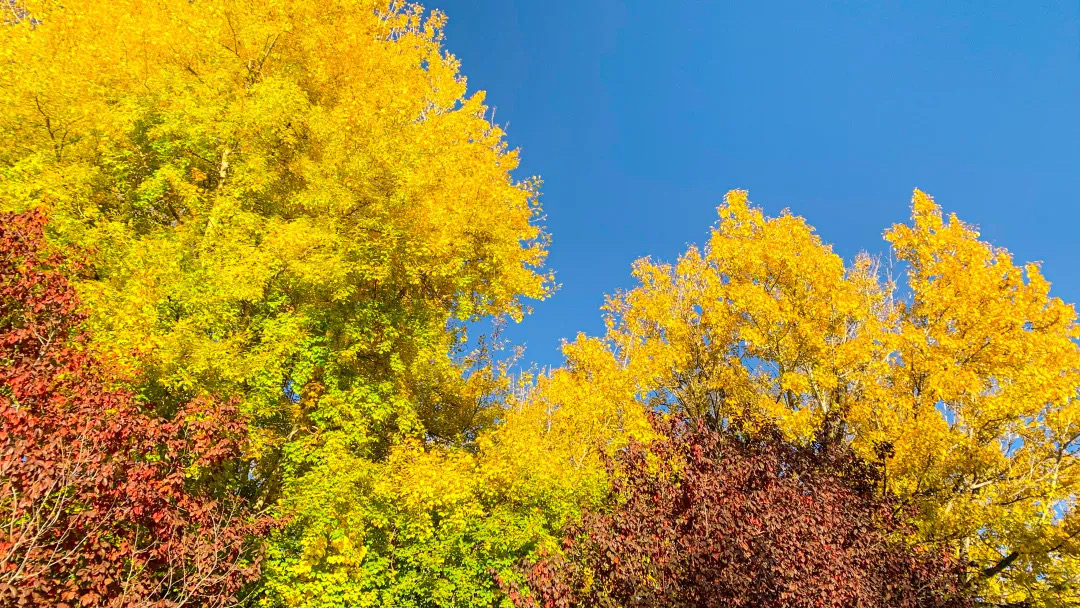 错过了十月的*藏西**，你就错过了这个星球最壮丽的秋色
