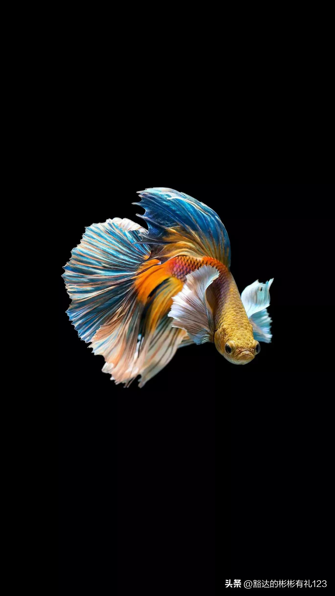 难得一见绝美一清二楚郁金香壁纸,难得一见雪景壁纸