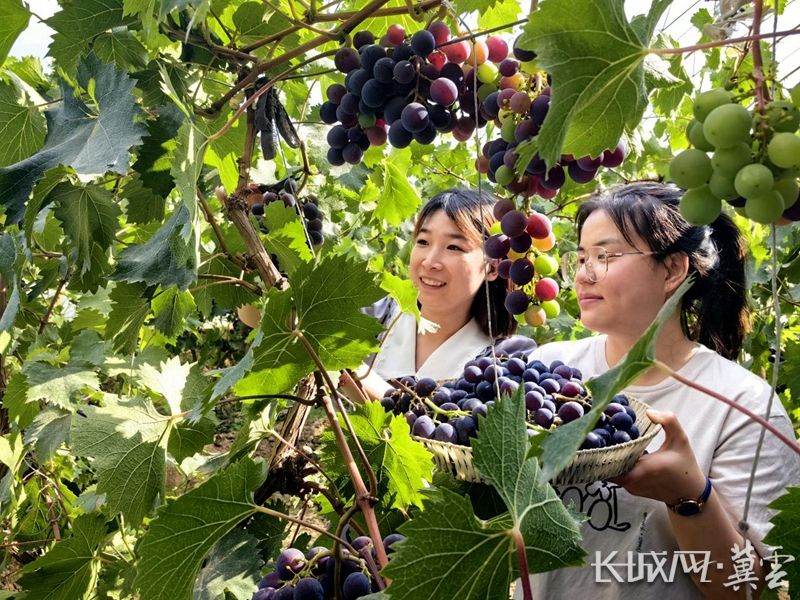 涿鹿葡萄基地,涿鹿特产红提葡萄