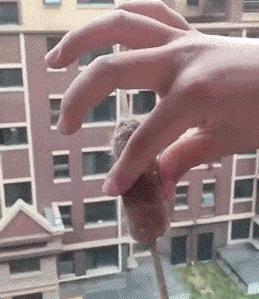 新手为什么不养鳄龟,养了一年的鳄龟怎么一点都不凶