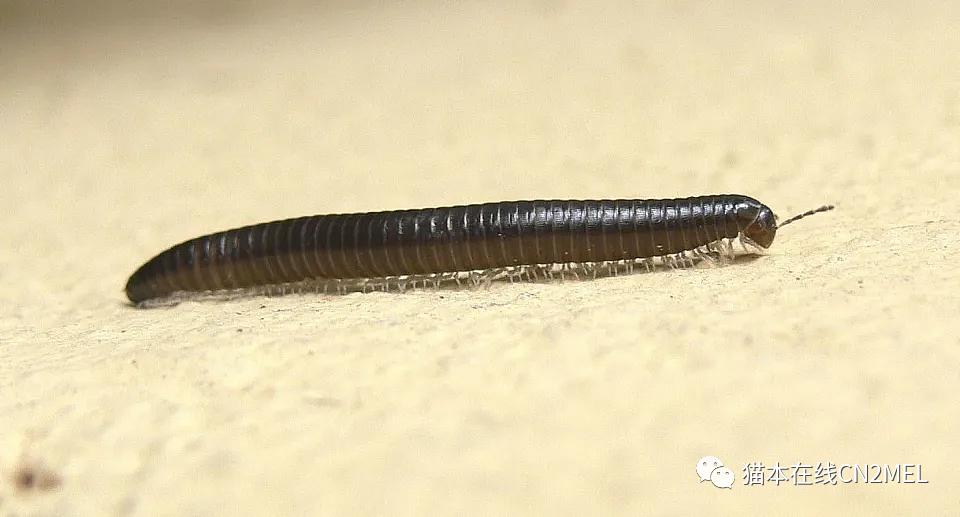 一场大雨过后，墨尔本民宅惊现大量黑虫，密密麻麻！专家给出解释