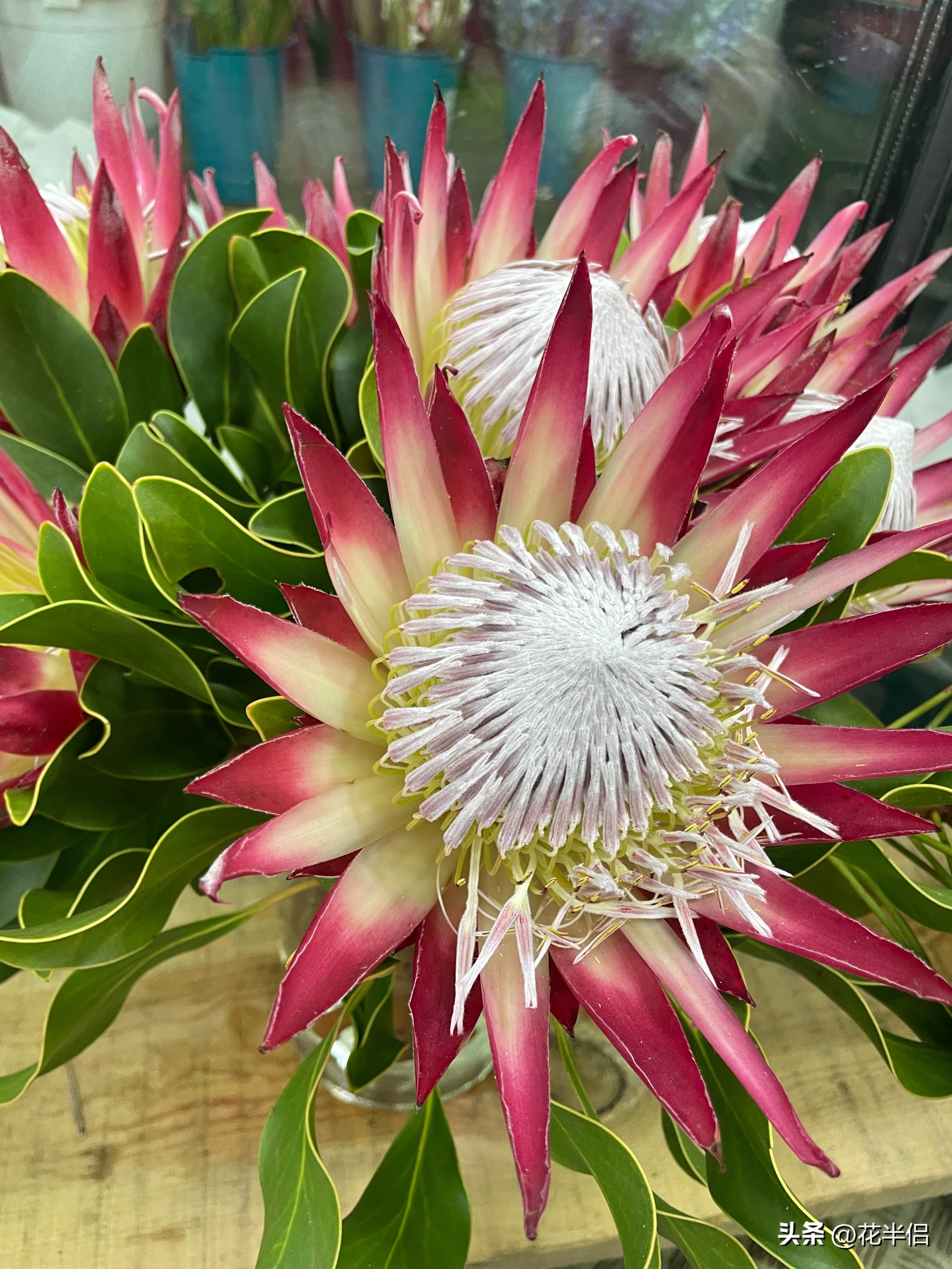 世界上36种罕见的花帝王花,帝王花花卉