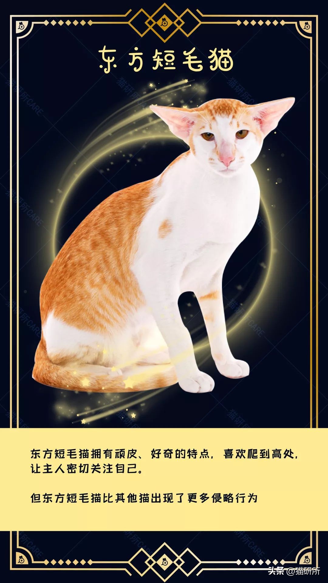 暹罗母猫和英短会生什么样的小猫,英短和暹罗配出来的猫大了什么样