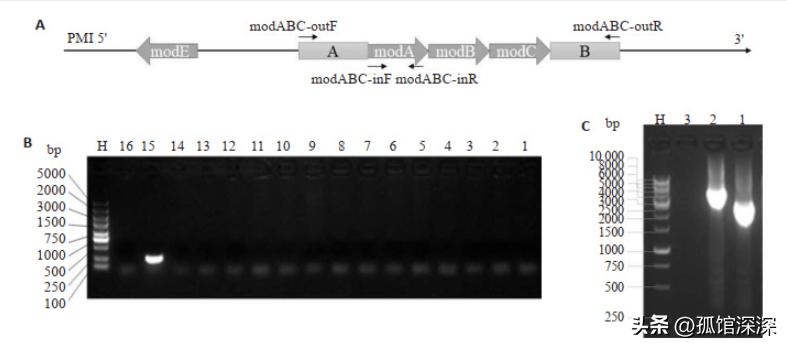 奇异性变形杆菌,奇异变形杆菌内源性感染