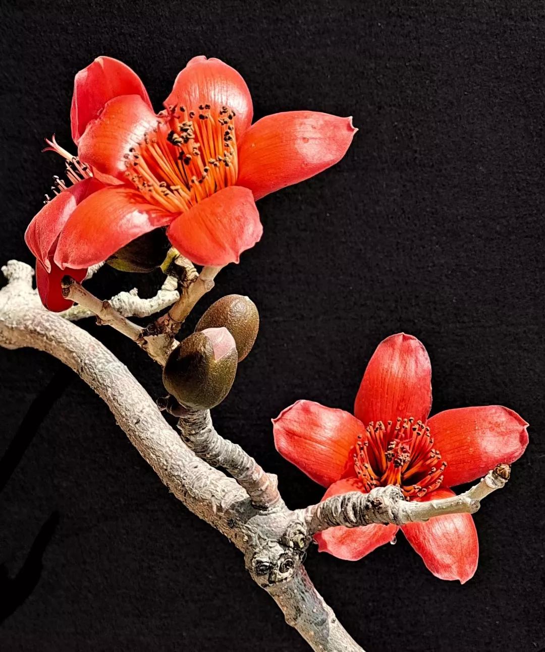 新鲜木棉花食用方法,木棉花的食用方法泡茶