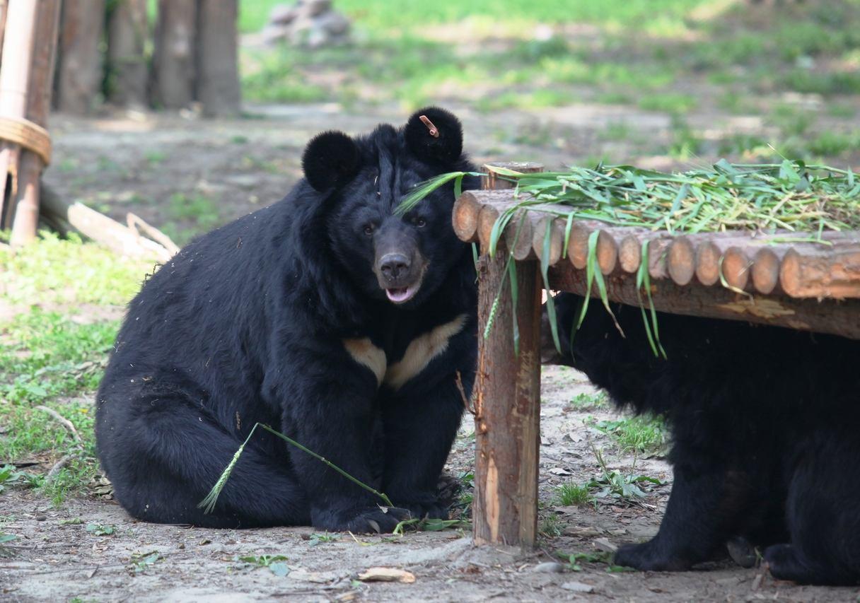 黑熊袭击如何自救,山上遇见黑熊怎么自救