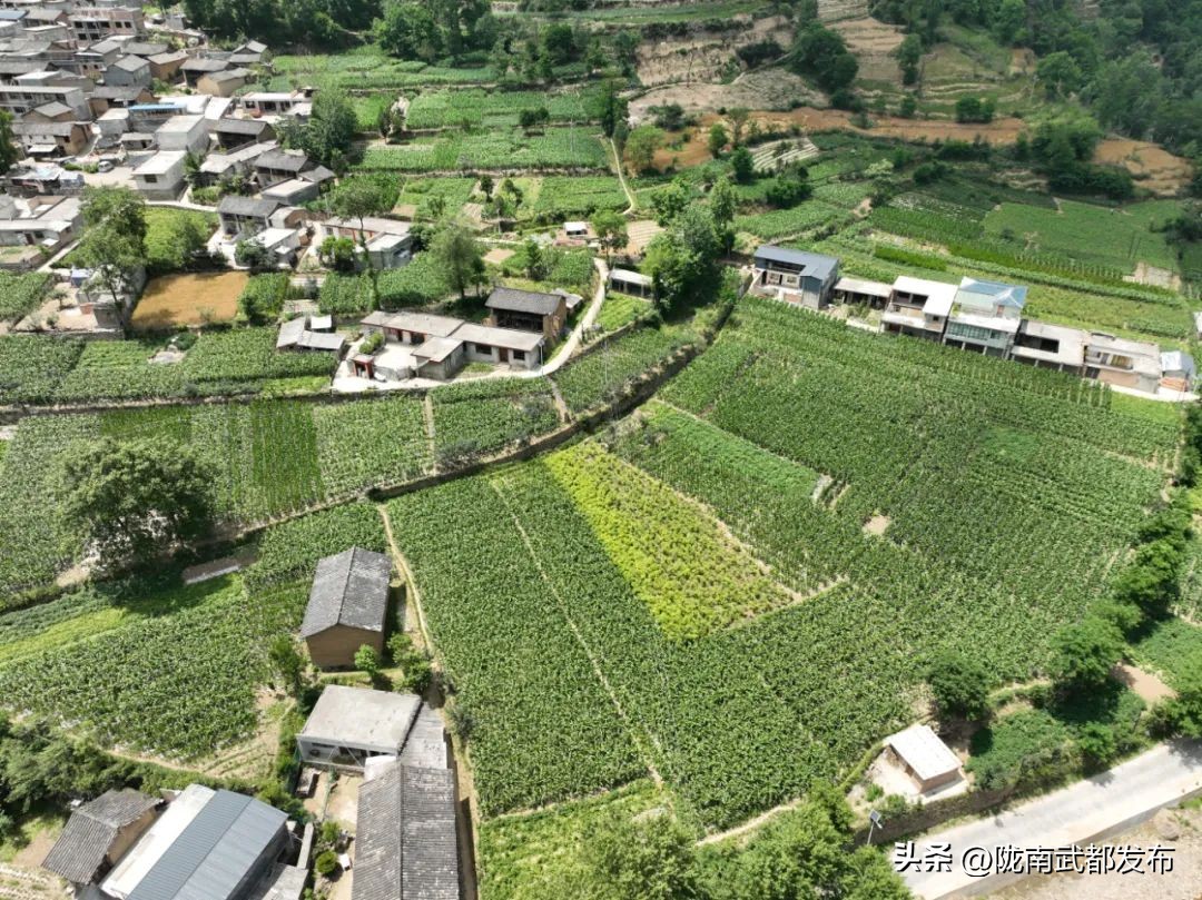 武都坪垭三抓三促,甘谷县三抓三促行动实施方案图