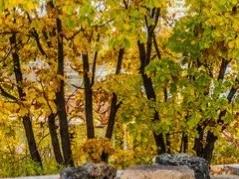 蒙古栎树也叫橡树,蒙古栎辽东栎的区别