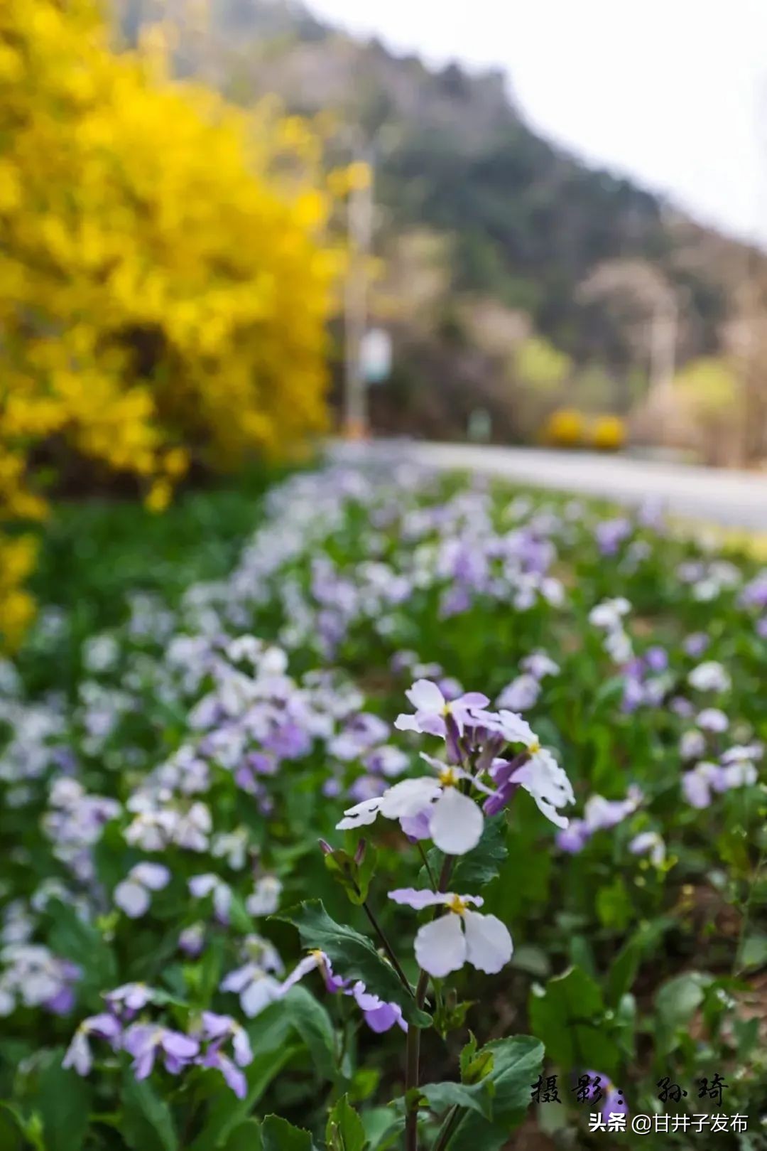 甘井子踏青,大连甘井子踏青好去处