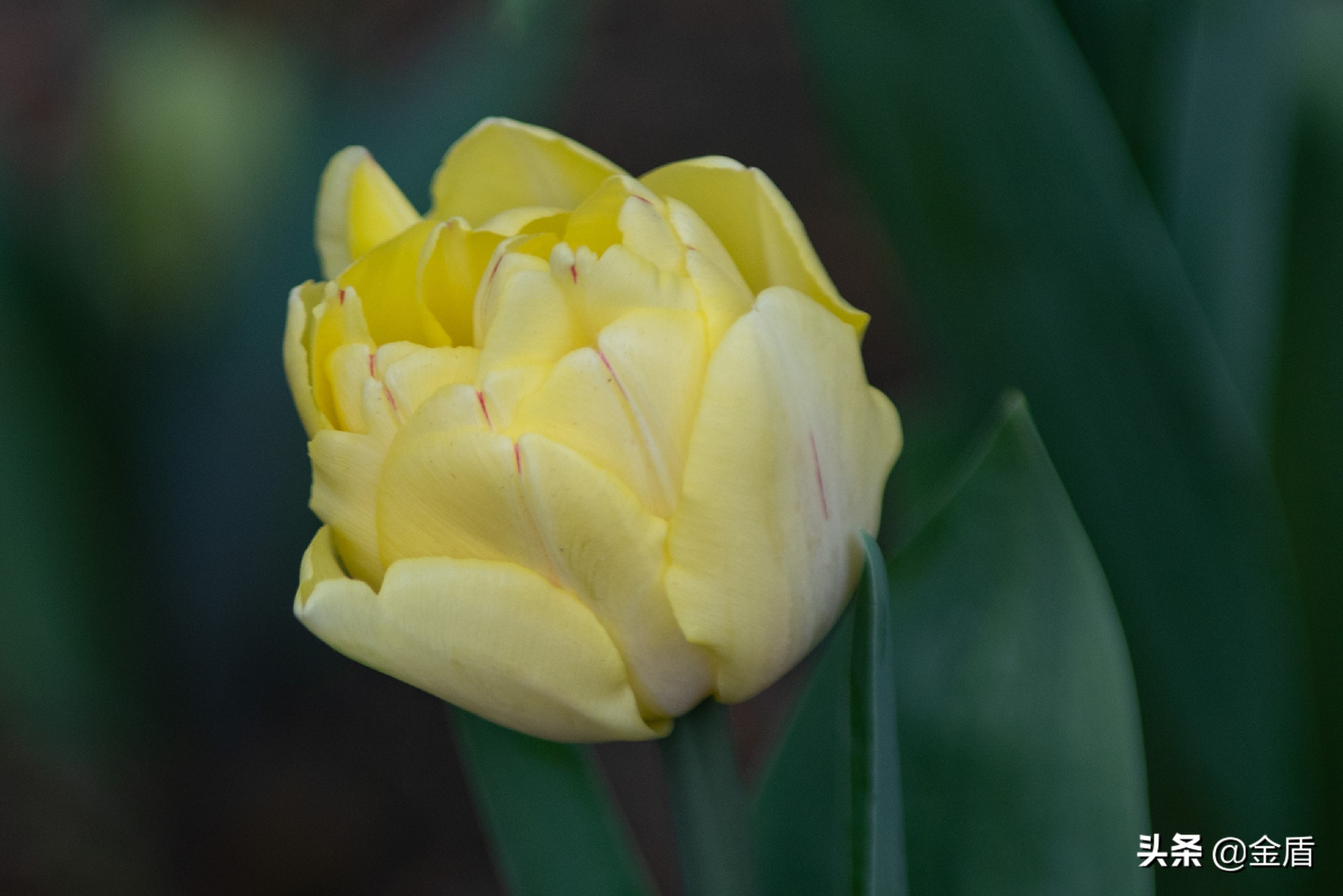 粉红皇后郁金香,花中皇后郁金香全集