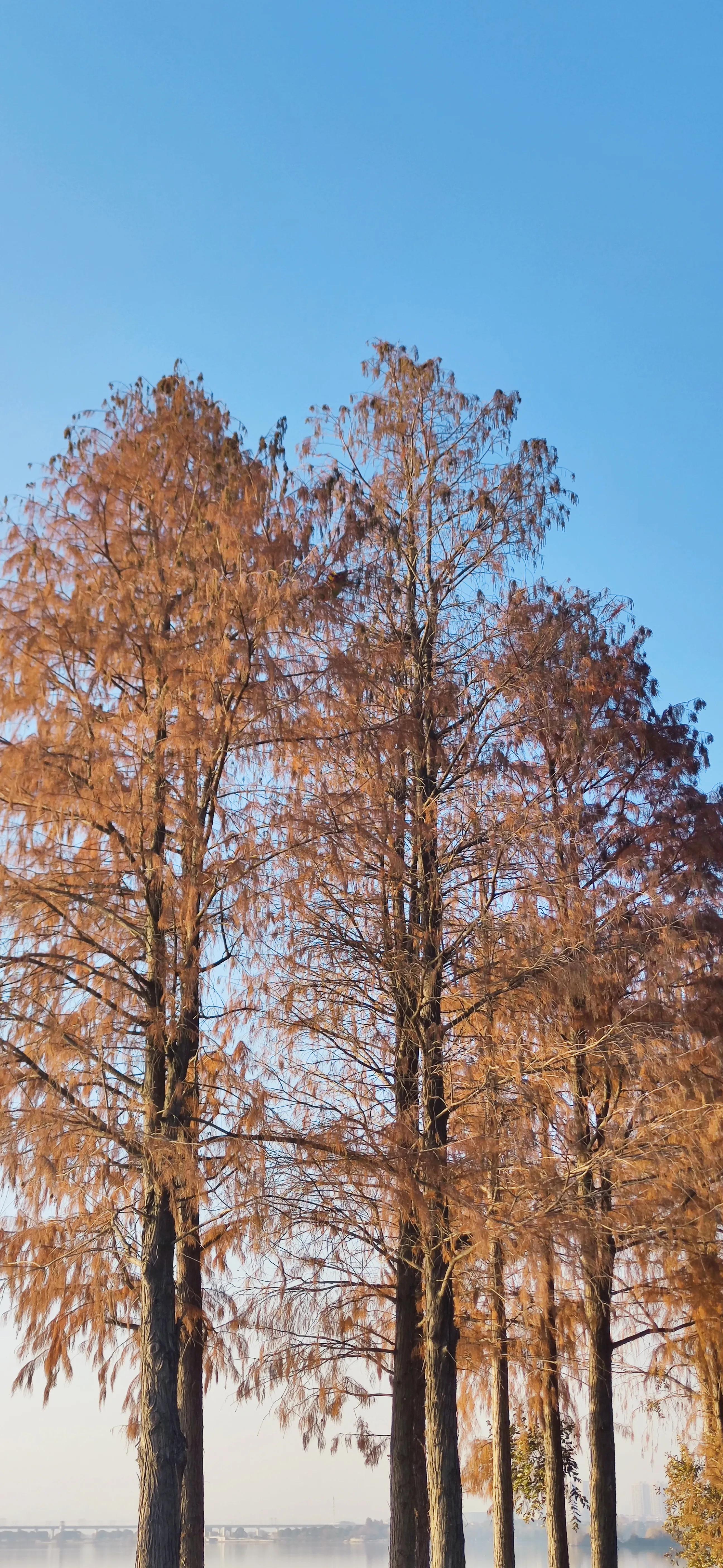 纳帕溪谷别墅东莞,纳帕溪谷茶山
