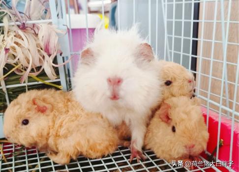 荷兰猪卡脚,荷兰猪指甲太尖了怎么办