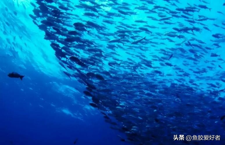 鱼胶目前的普及程度,鱼胶行业现状