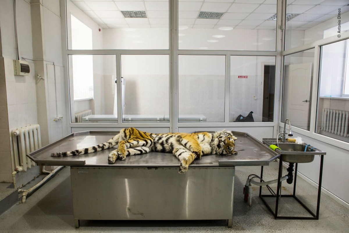 2018年度最佳野生动物摄影作品图集