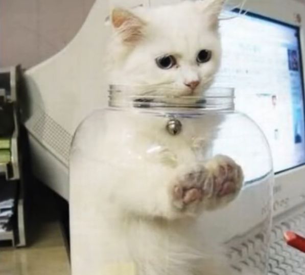 液体猫究竟是怎么一回事儿？原来它3000万年只干这一件事