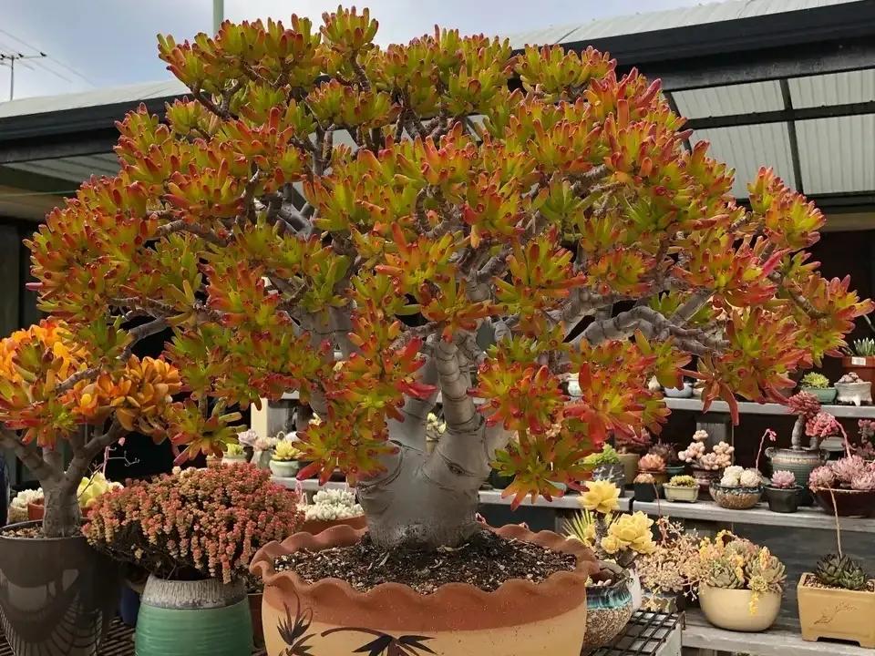 花盆里面撒几十粒复合肥可以吗,盆里扔两样东西养花十年不烂根