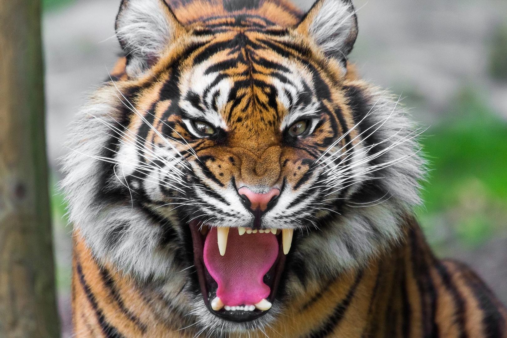 喝老虎酒有什么功效,老虎的骨头对人体有害吗