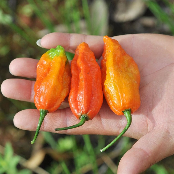 比印度魔鬼椒还要辣的辣椒,印度魔鬼椒的辣度排名第几