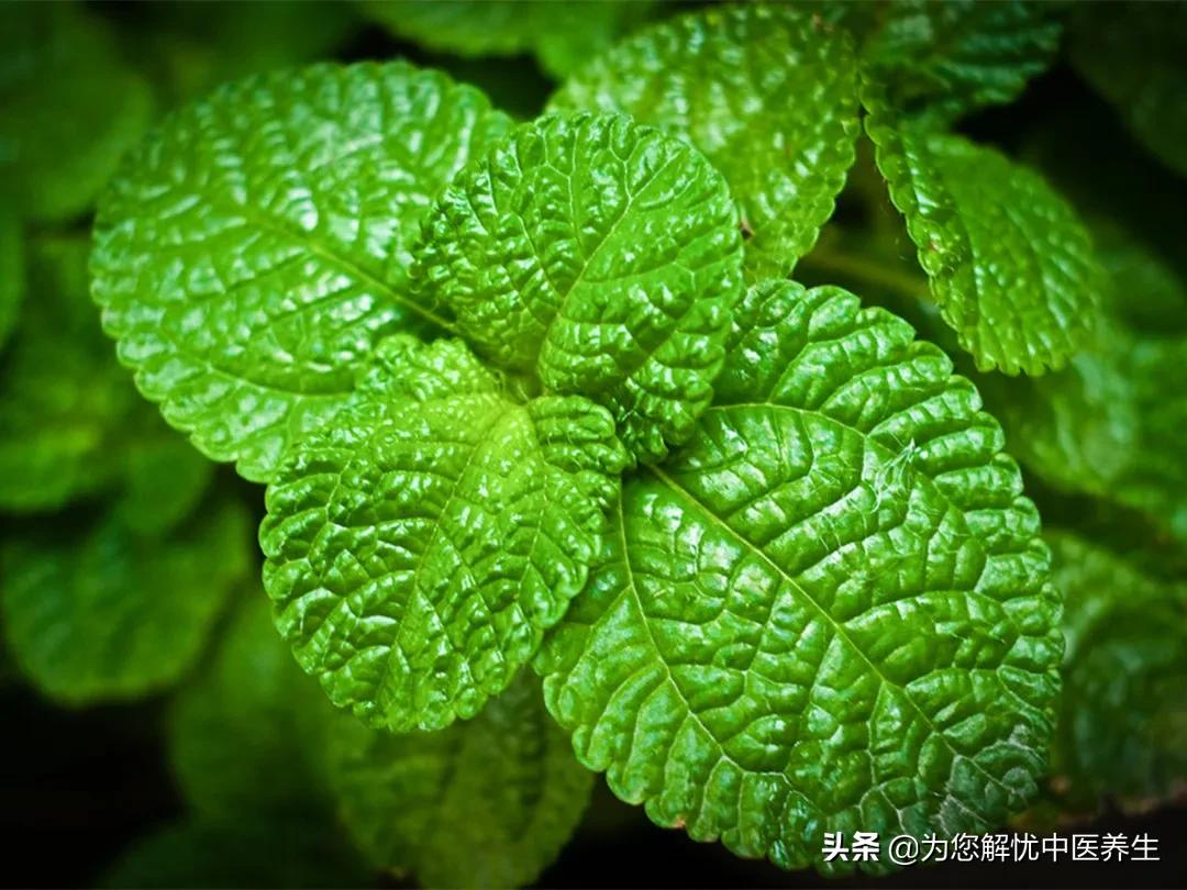 生脉散配方,生脉散价格