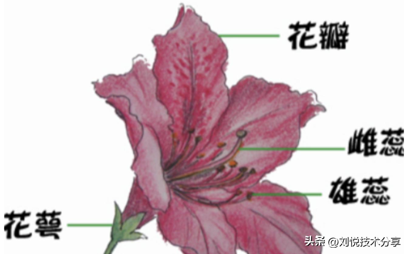 鍩轰簬绁炵粡缃戠粶鐨勯涪灏捐姳璇嗗埆,绁炵粡缃戠粶绠楁硶golang