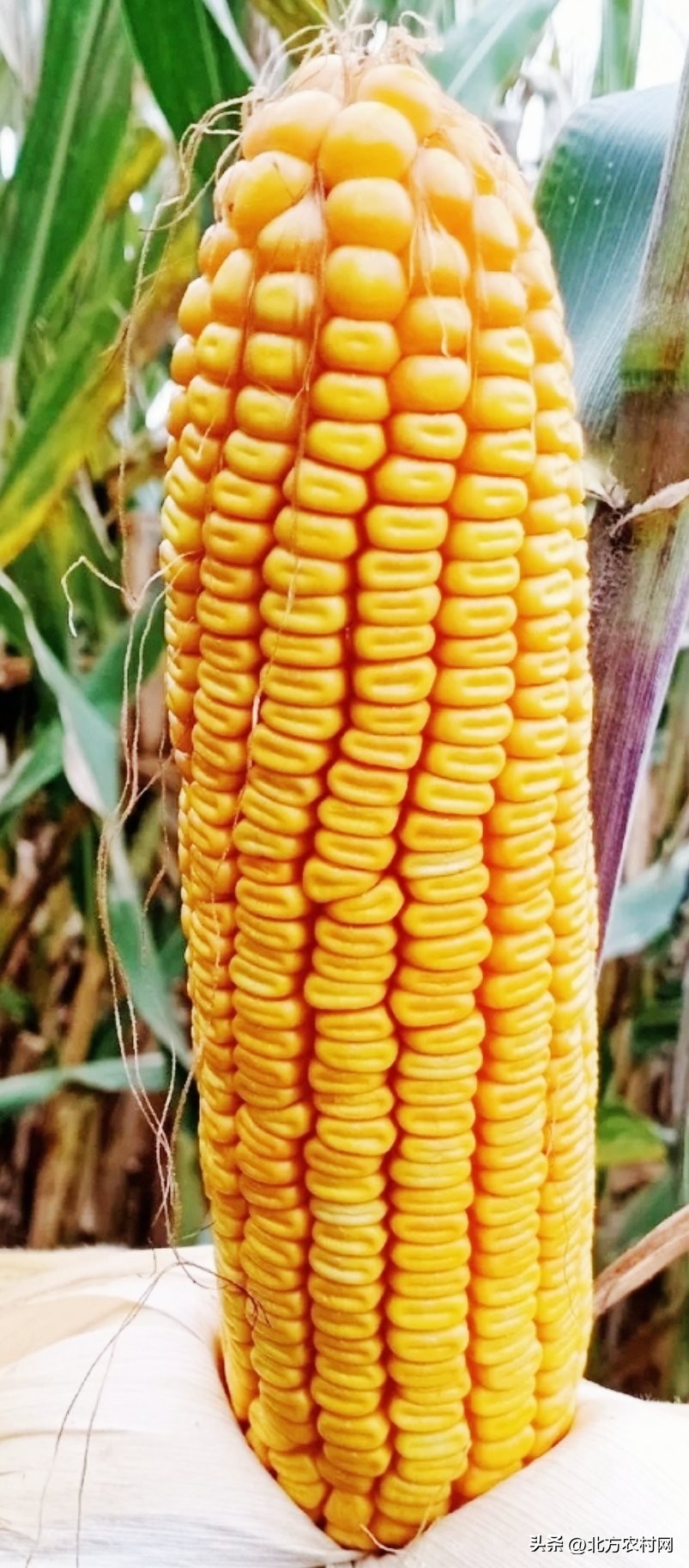 洪雨1号玉米种详细介绍和容重,洪雨r1号玉米种产量特性
