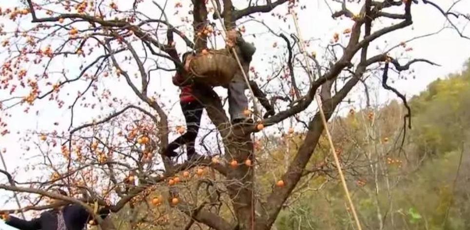 种植柿子发家致富,柿子种植致富经历