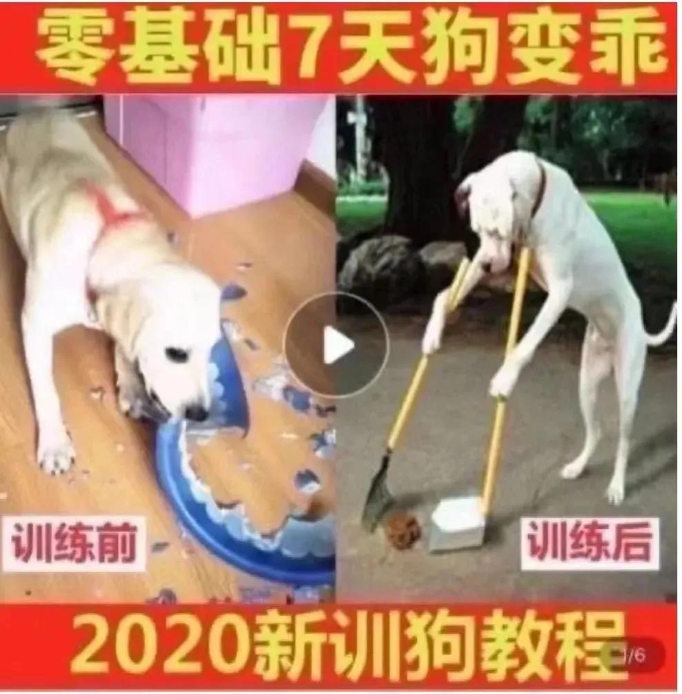 拼多多举报淘宝事件,拼多多盗用淘宝图会被投诉吗