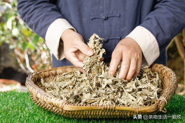 端午节用艾叶有啥好处,端午节时节的艾叶有什么用处