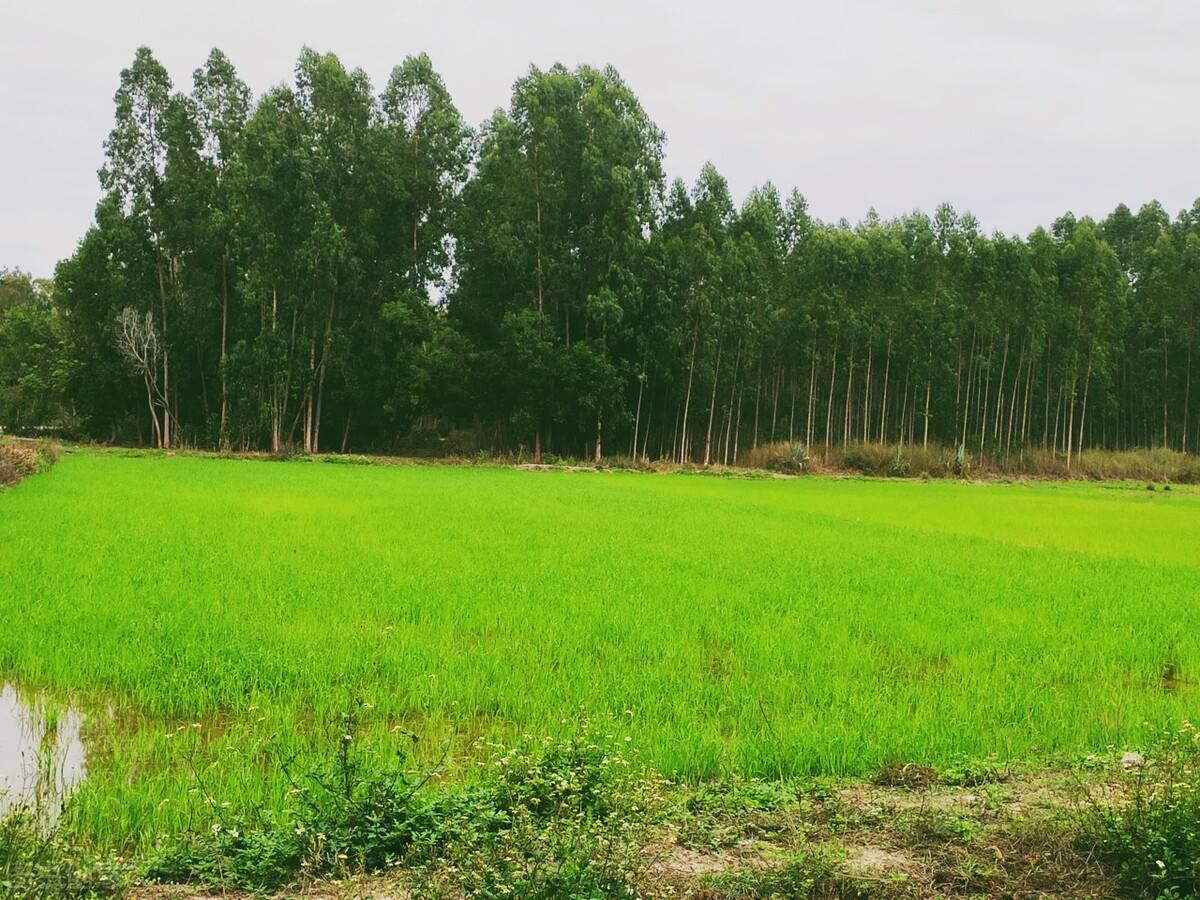 离离原上草一岁一枯荣的翻译,离离原上草一岁一枯荣诗句的意思